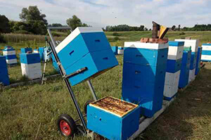 Прицеп-платформа для перевозки пчелиных ульев: обзор цен, описания, отзывы