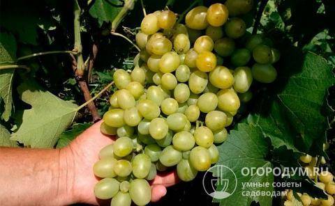 Сорт винограда галахад. описание и фото