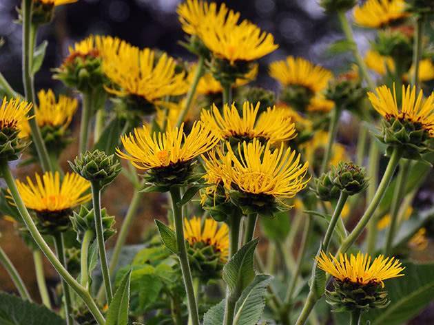 Девясил британский - inula britannica - описание таксона - плантариум