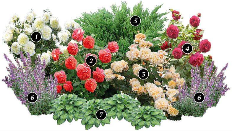 Клумба с флоксами: виды цветов и их сочетаемость с другими растениями