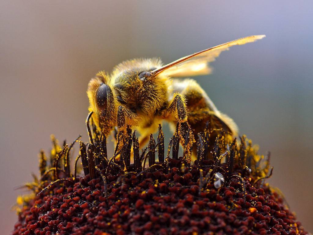 Сколько лет живет пчела