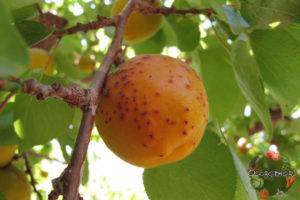 Описание и особенности выращивания абрикоса саратовский рубин
