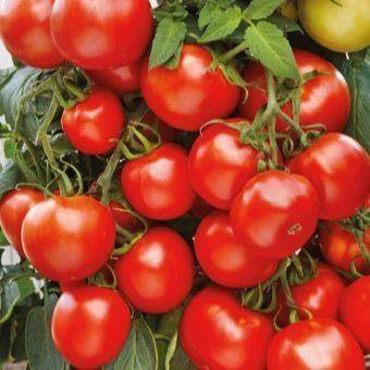 Обзор сорта томатов f1: характеристики и урожайность