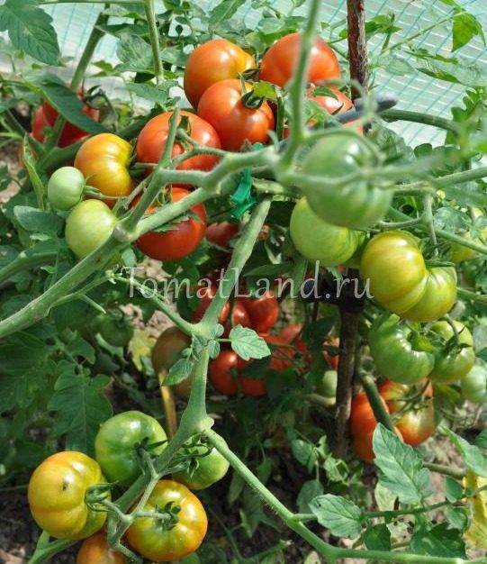 Томат «таймыр». описание сорта: характеристика урожайности и агротехника посадки, ухода и выращивания помидора (фото)