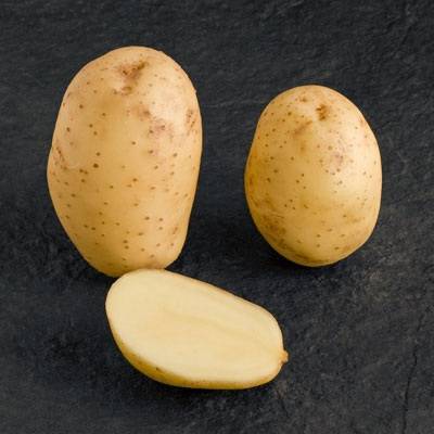 Картофель голландка — описание сорта, фото, отзывы, посадка и уход
