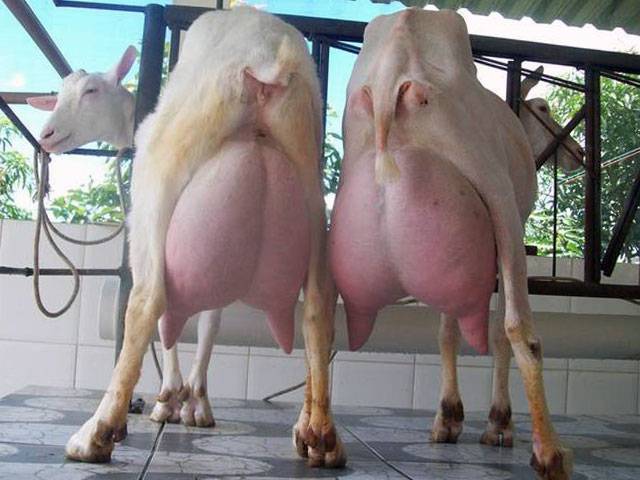 Зааненские козы – описание молочной породы