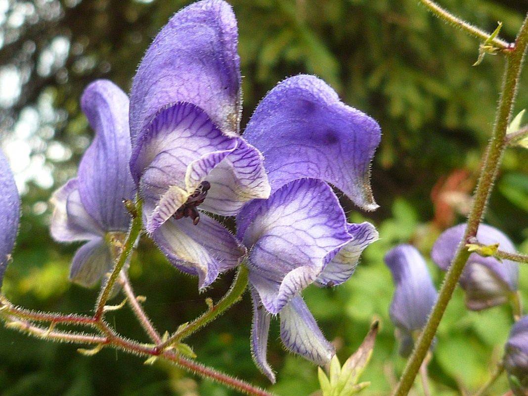 Аконит или борец – неприхотливое растение в саду