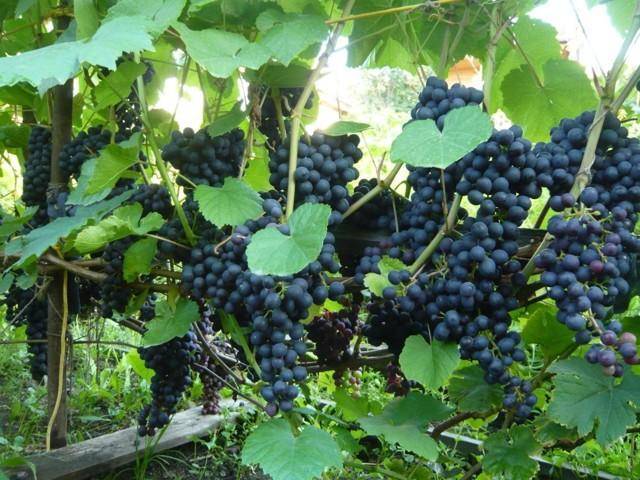 Посадка и уход за виноградом «памяти домбковской» на даче