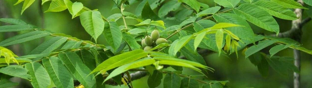 Лечебные свойства маньчжурского ореха: как приготовить лекарство от 100 болезней из листьев, ядер и скорлупы