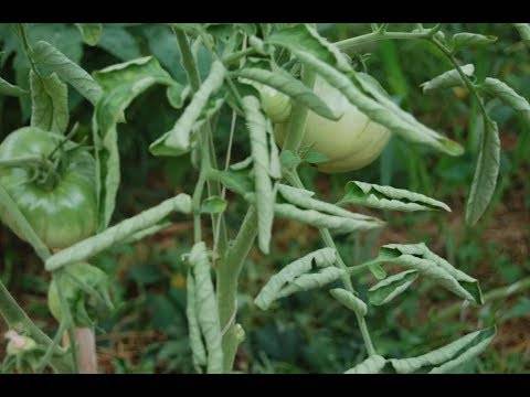 Почему скручиваются листья у томатов в теплице: что делать, советы