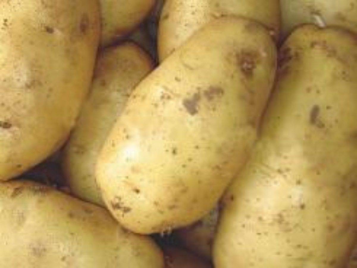 Весна: описание семенного сорта картофеля, характеристики, агротехника