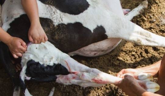 Причины, симптомы, диагностика и лечение ацидоза рубца у коров. доврачебная помощь