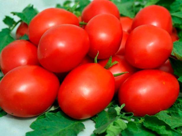 Сорт томатов «валентина»: описание, характеристика, урожайность, фото и видео