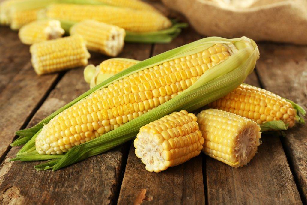 Кукуруза: польза и вред золотых початков
