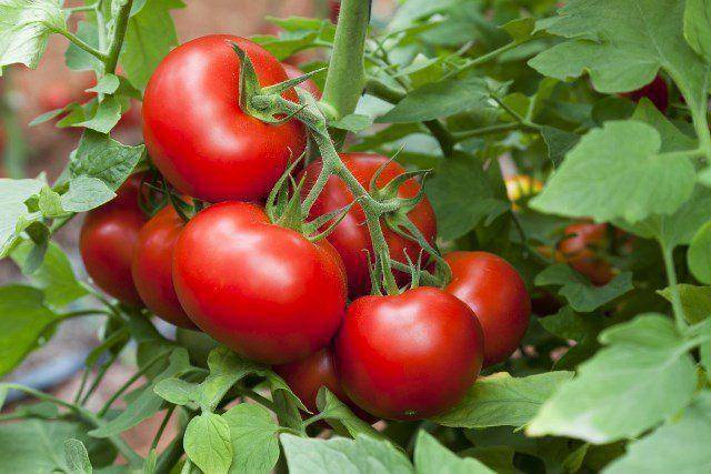 Что такое фитофтороз помидоров и как его лечить