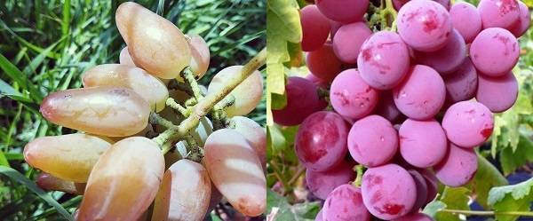 Описание и характеристики винограда сорта дубовский розовый, плюсы и минусы