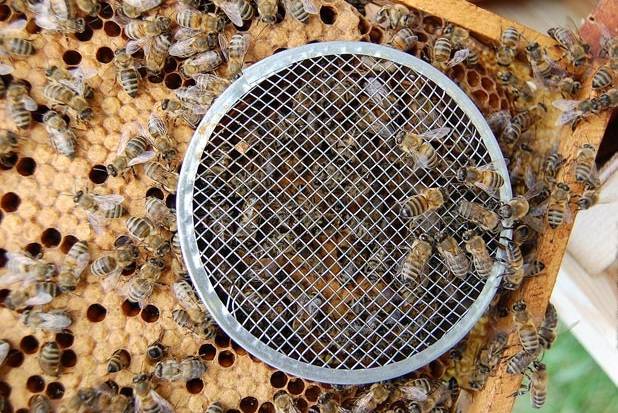 Тихая смена маток на пасеке | практическое пчеловодство