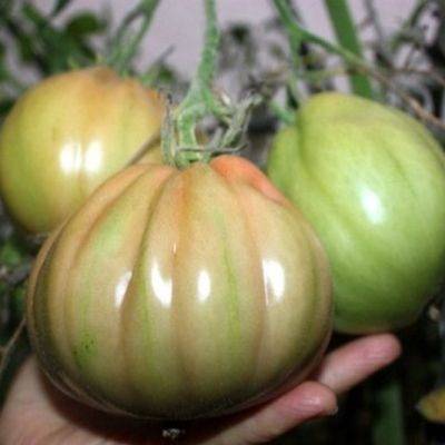 Характеристика и описание сорта томата сто пудов, его урожайность