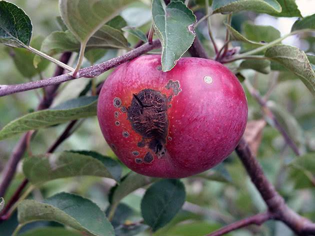 Чем обработать яблоню от парши осенью