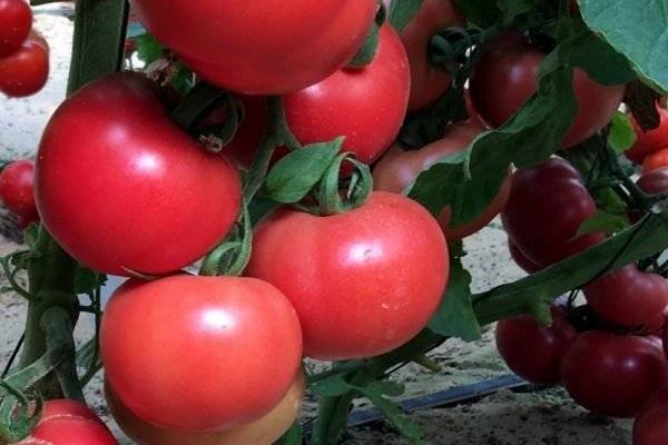 Характеристика и описание сорта томата кукла f1, его урожайность