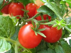 Балконные томаты: выращивание и описание сортов