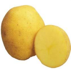 «винета» — самый популярный и высокоурожайный сорт картофеля среди огородников-любителей