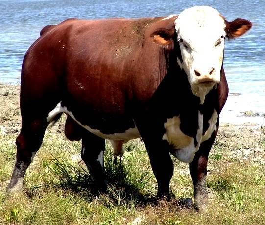 Коровы казахской белоголовой породы