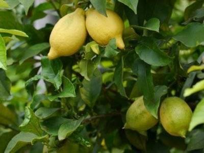Лимон: особенности, уход и размножение