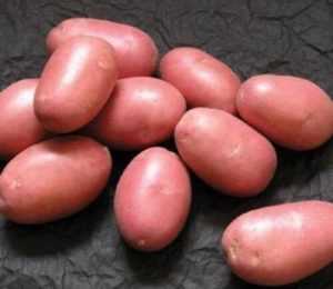 Картофель журавинка: поздний сорт для средней полосы, получающий хорошие отзывы