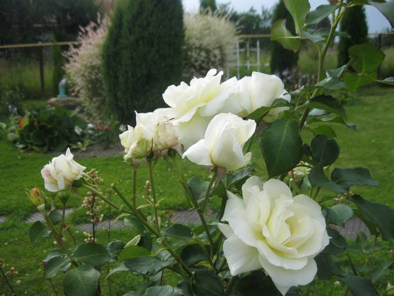Описание сорта плетистой розы джардина: агротехника выращивания, как ухаживать