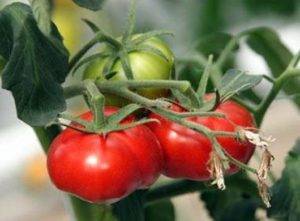 Низкорослый гибрид с обильными урожаями — томат фифти f1: описание и характеристики сорта
