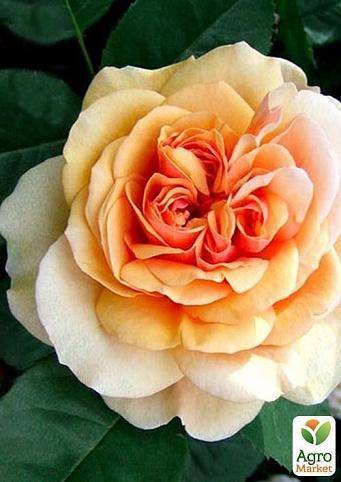 Розы дэвида остина: плюсы, минусы и популярные сорта