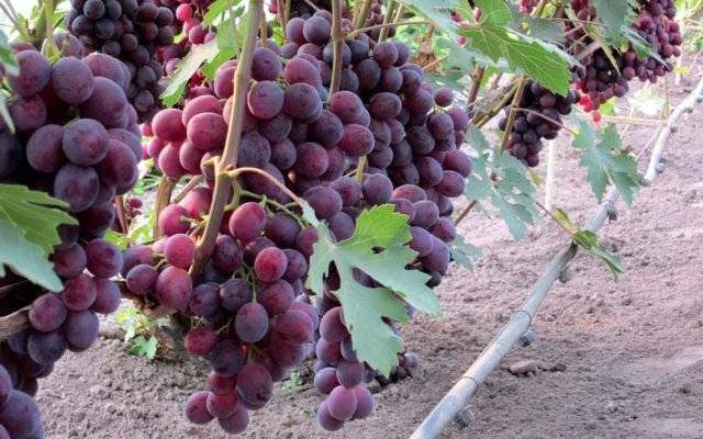 Сорт винограда заря несветая — все подробности