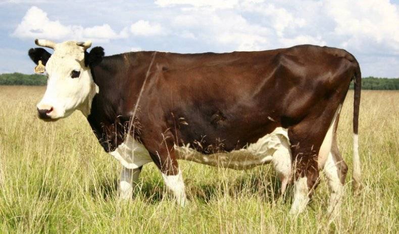 Ярославская порода коров: характеристика и особенности содержания