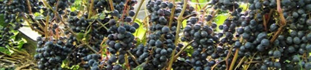 Сорт винограда памяти домбковской (бчз, бчр)
