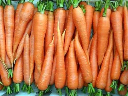 Самые лучшие сорта моркови для хранения на зиму