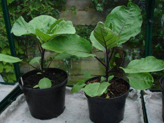 Как правильно посадить рассаду баклажанов в грунт или теплицу