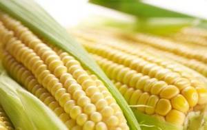 Можно ли есть кукурузу сырой? какая кукуруза полезнее - сырая или вареная?