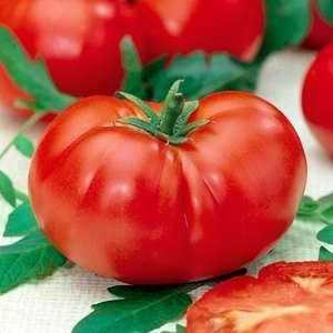 Как посадить и вырастить томат «гордость сибири»