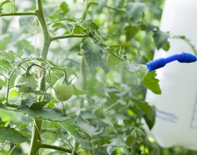 Борная кислота для помидоров: опрыскивание завязи, как опрыскивать