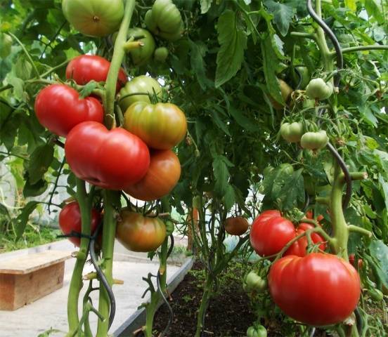 Выращиваем розовые томаты легко: описание сорта малиновка и уход за ним