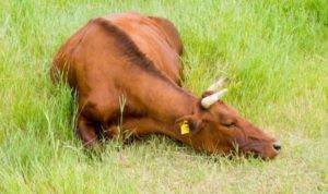 Чем лечить ламинит у коровы?