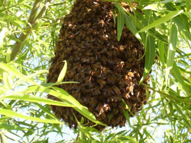 Роение пчел: причины, как остановить, профилактика