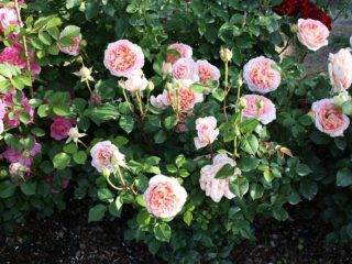 Английская плетистая роза флорибунда midsummer (мидсаммер)