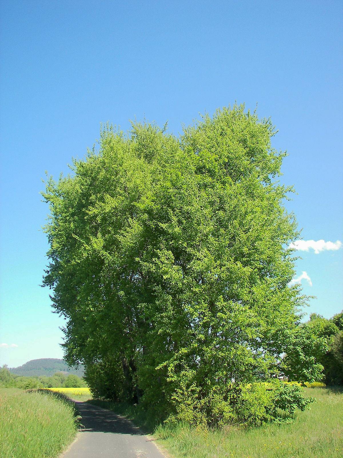 Лиственница — это хвойное или лиственное дерево