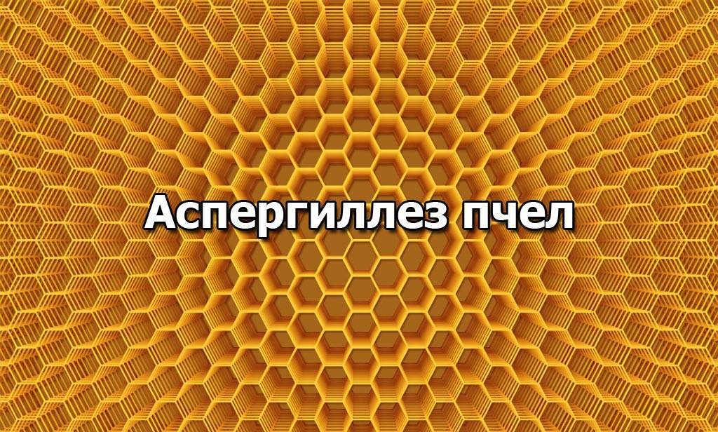 Лечение аспергиллеза пчел