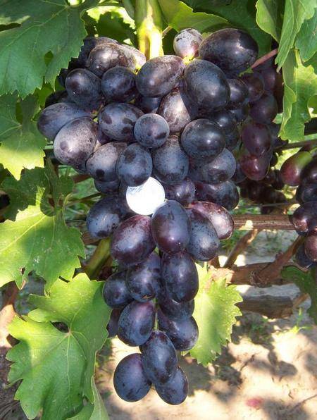 Сорт винограда «велика» описание с фото и видео