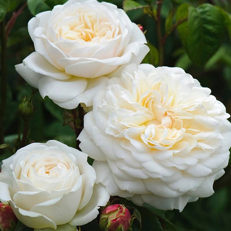 Английская роза: уход и выращивание - подробная информация!