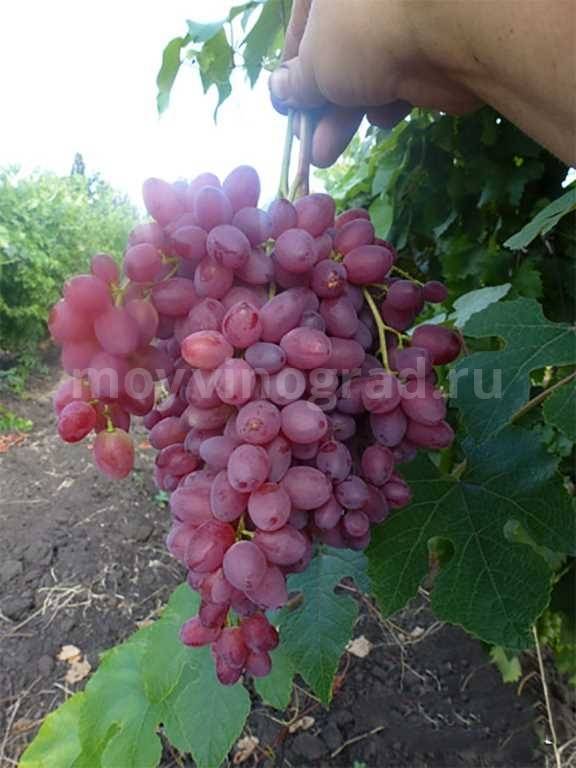 Сорта винограда велес