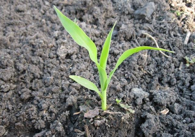 О посадке кукурузы на даче (как правильно сажать), агротехника выращивания